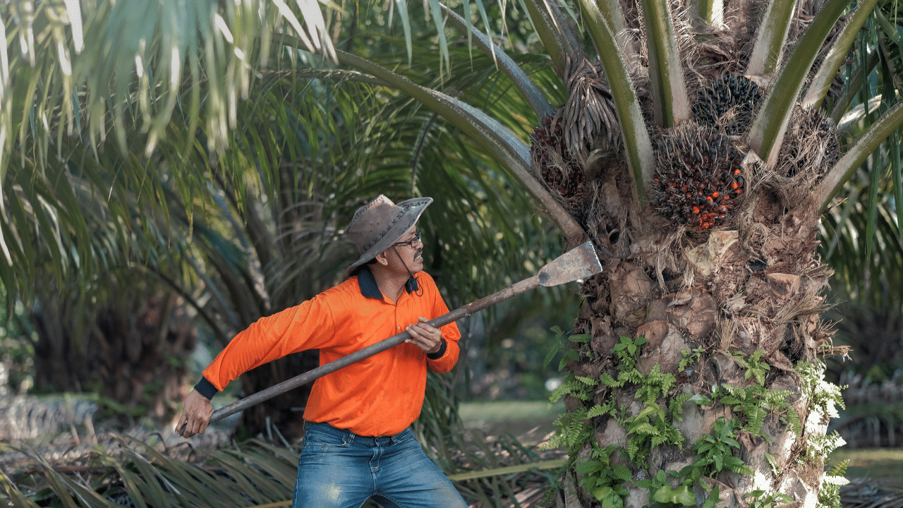 Palm tree trimming tools